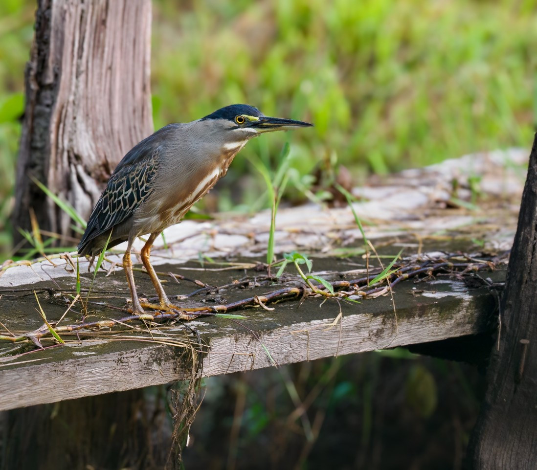 image Striated Heron (South American)
